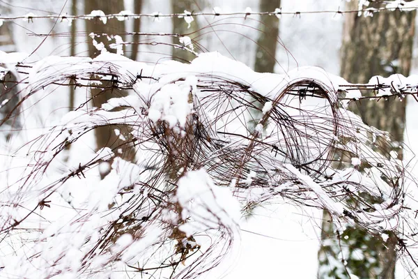 Barbed wire in the forest closes the passage to nature. — Stock Photo, Image