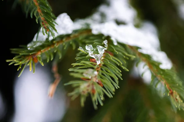 Spruce with cones covered with snow — Stock Photo, Image