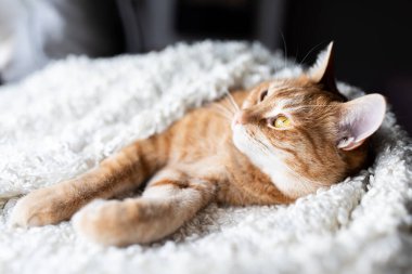 Kızıl kedi düşünceli bir şekilde beyaz bir battaniyeden yukarı bakar..