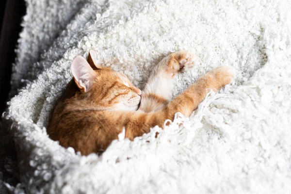O gato vermelho dorme e sorri em um cobertor fofo branco. — Fotografia de Stock
