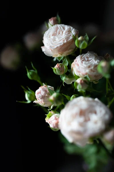 Rosiers Bush de couleur blanc crème. — Photo