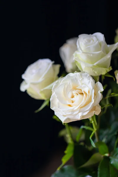 Rosen auf dunklem Hintergrund. Frische Blumen. — Stockfoto