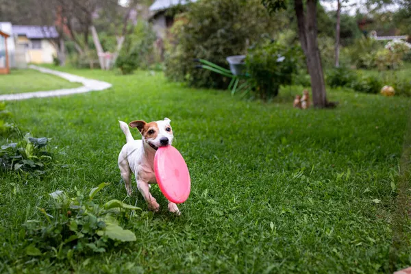 El perro lleva el frisbee al dueño. Jack Russell Terrier. — Foto de Stock