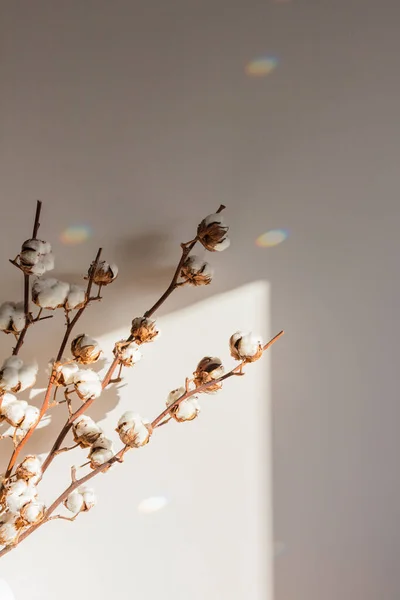 Suché bavlněné květenství na světlém pozadí v interiéru — Stock fotografie
