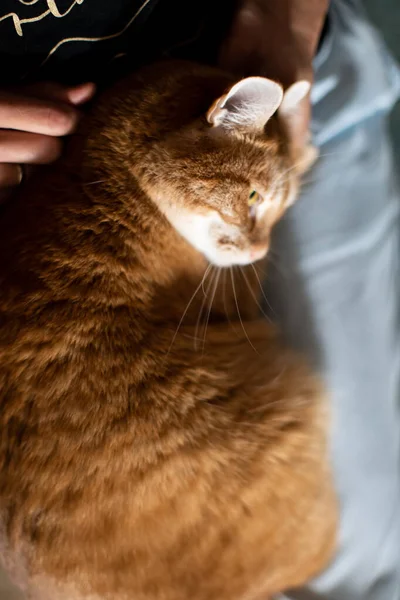 Gato afetuoso no colo da anfitriã — Fotografia de Stock