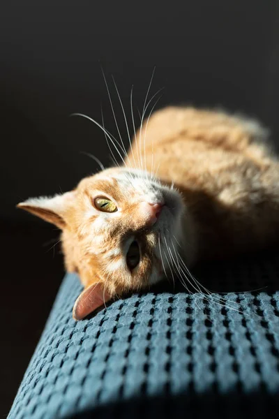붉은 고양이는 푸른 담요 위에서 햇살을 받으며 렌즈를 들여다보고 있다. — 스톡 사진