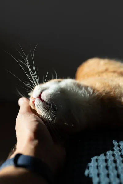 O proprietário animais de estimação um gato vermelho deitado ao sol em um cobertor azul. — Fotografia de Stock