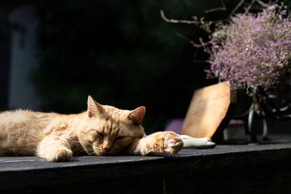 Um gato vermelho jaz em uma mesa de madeira escura no verão na aldeia. — Fotografia de Stock