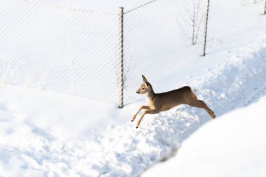 Bir kar yağışı sonrası kışın banliyölerde koşan bir geyik. Şehirde bir peri masalı.