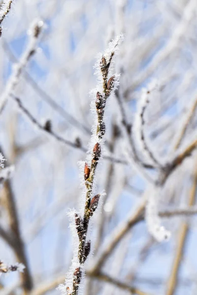 The branches of the tree are covered with fluffy frost. — Stock Photo, Image