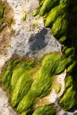 Denizdeki bir taşın üzerindeki yeşil yosunlar