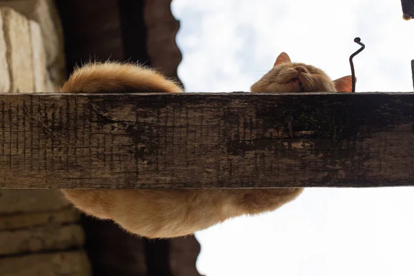 Um gato vermelho dorme no telhado lajes na aldeia. — Fotografia de Stock