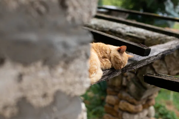 Um gato vermelho dorme no telhado lajes na aldeia. — Fotografia de Stock