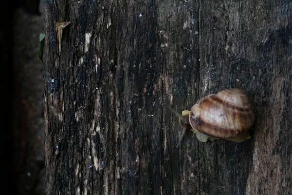 Ένα σαλιγκάρι σέρνεται σε ένα ξύλινο σκούρο τραπέζι — Φωτογραφία Αρχείου