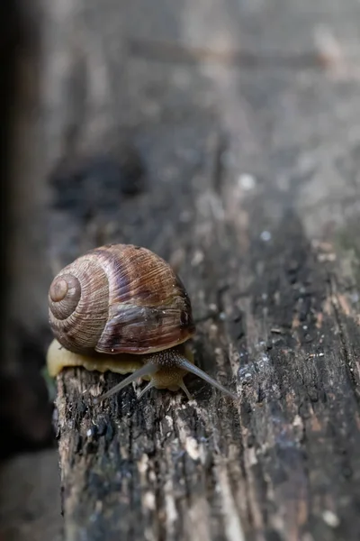 A snail crawls on a wooden dark table — Stock Photo, Image