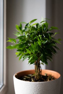 Ficus benjamina evdeki bir tencerede masanın üstünde. Makro fotoğraf.