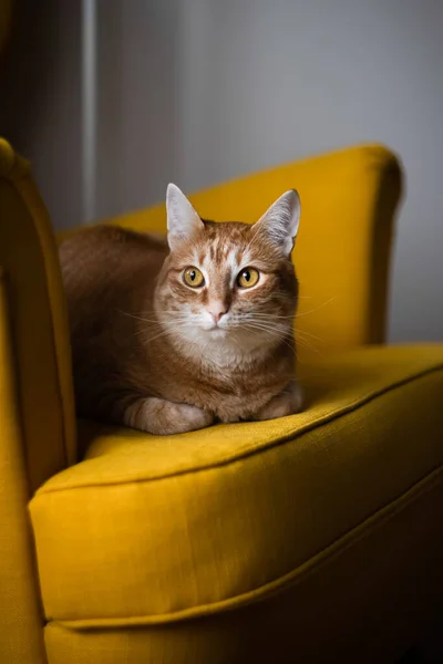 빨간 집고양이가 노란 아늑 한 의자에 앉아 있습니다. — 스톡 사진