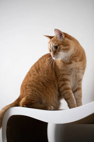 집에 있는 빨간 고양이가 아름다운 긁는 핀 위에 앉아 있다. — 스톡 사진