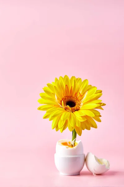 Koncept zrození jara. Valentýn. Gerbeřina květina roste z kuřecího vejce. Svislá fotografie. — Stock fotografie