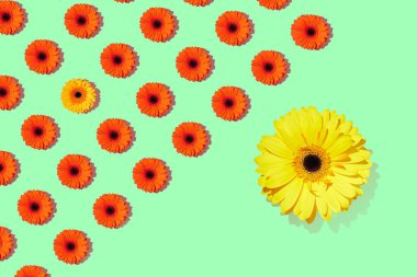 Yeşil arka planda bir Gerbera çiçeği deseni. Sevgililer Günü. Baharın başlangıcı. Boşluğu kopyala.