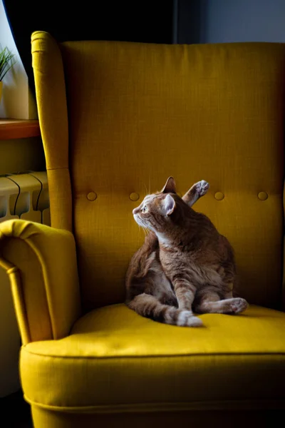 Gato doméstico vermelho senta-se em uma cadeira amarela e olha para fora da janela em uma pose engraçada. — Fotografia de Stock