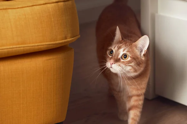놀란 고양이가 노란 의자 옆을 걷고 있다. — 스톡 사진