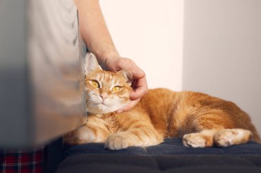 Kızıl kedi bir sandalyede uzanıyor ve üzgün..