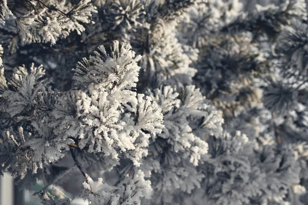 Spruce is covered with snow after snowfall. — Stock Photo, Image