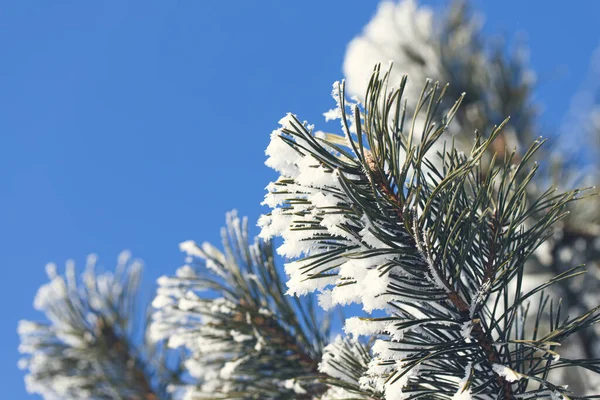 Spruce is covered with snow after snowfall. — Stock Photo, Image