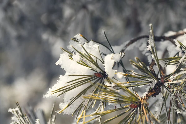Spruce is covered with snow after snowfall. — Stock Photo, Image