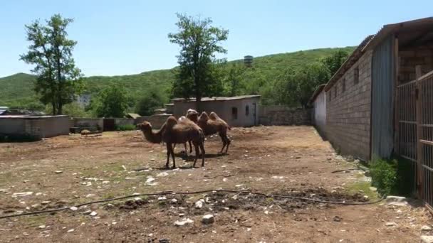 Três camelos estão se movendo em direção à câmera. — Vídeo de Stock
