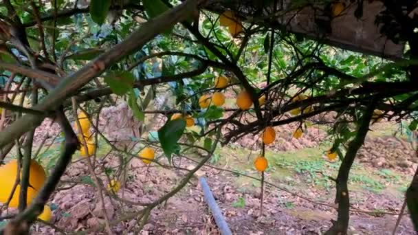レモンの木を通してパノラマ 木の上の新鮮なレモン 高品質4K映像 — ストック動画
