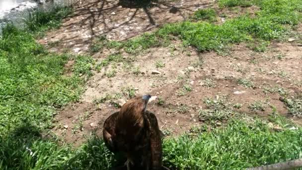 Goshawk standing alone at the zoo. — Stockvideo