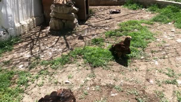 Goshawk standing alone at the zoo. — стоковое видео