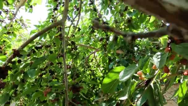 Panning over Fresh black mulberry tree — стоковое видео