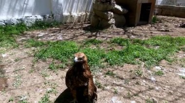 Goshawk standing alone at the zoo.