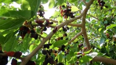 Taze siyah dut ağacının üzerinde dönüyor