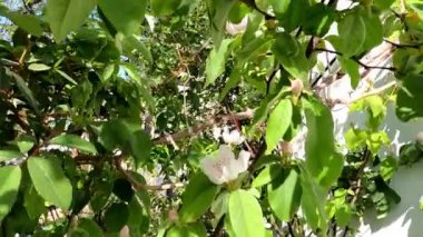 Panning over quince tree blossom