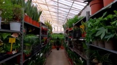 Çiçeklerle serada ilerliyorum..