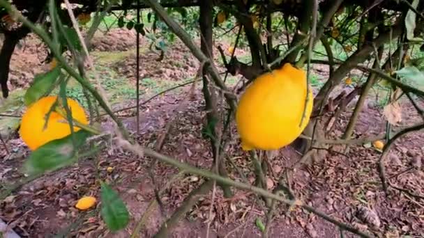 Panorama through lemon tree. Fresh lemons on tree. — Video