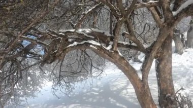 Kışın donmuş ormanı tarıyor. Yüksek kalite 4k görüntü