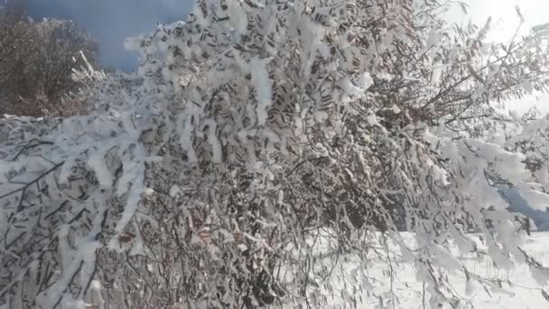 Замерзающий Лес Зимой Высококачественные Кадры — стоковое видео