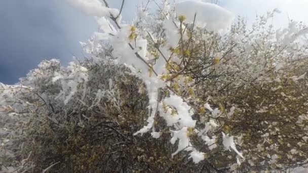 冬天在冰冻的森林上撒野 高质量的4K镜头 — 图库视频影像