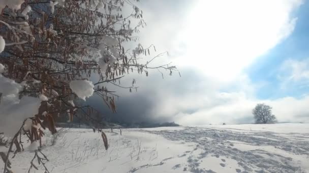 Panorera Över Frusen Skog Vintern Högkvalitativ Film — Stockvideo
