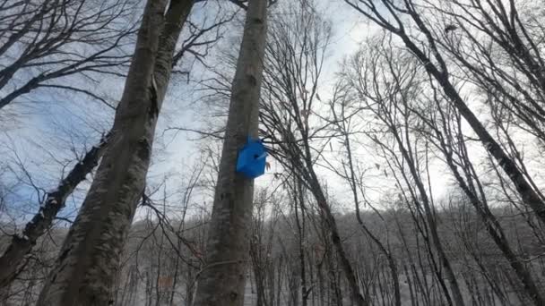 Panuje Nad Lasem Zimą Gniazdo Drzewie Wysokiej Jakości Materiał — Wideo stockowe