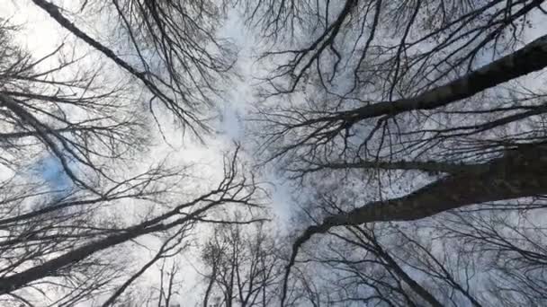 Огромные Деревья Лесу Перемещение Вперед Съемки Нижнего Вида Зимой Высококачественные — стоковое видео
