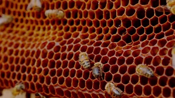 Rušné Včely Pohybují Včelím Plástíčku Zavřít Snímek Makra Vysoce Kvalitní — Stock video