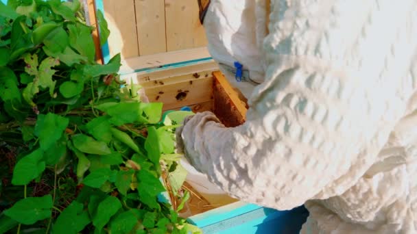 Белый Человек Пчеловод Кормит Пчёл Высококачественные Кадры — стоковое видео