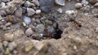 Yaklaş ya da yerde çalışan karıncaların makro görüntüsünü çek. Yuvalarına girip çıkıyorlar. Yüksek kalite 4k görüntü