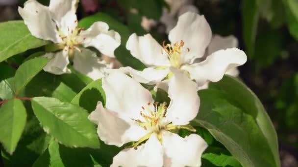 Nahaufnahme Einer Bewegten Birnenblüte Mit Blättern Hochwertiges Filmmaterial — Stockvideo